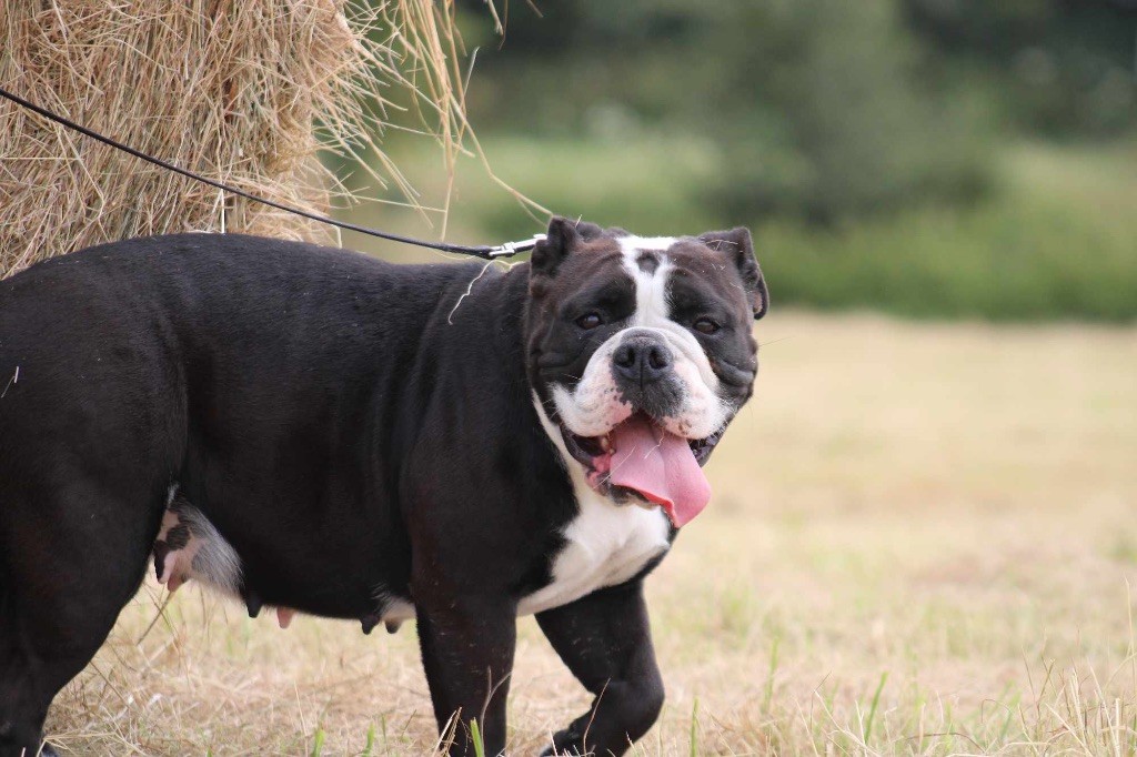 Les Bulldog continental de l'affixe De La Légende De Gafy