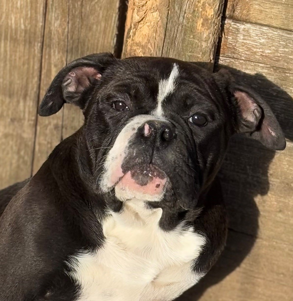 De La Légende De Gafy - Chiot disponible  - Bulldog continental