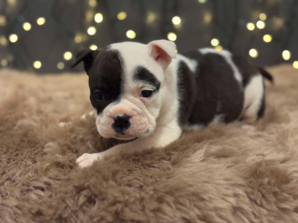 De La Légende De Gafy - Chiot disponible  - Bulldog continental