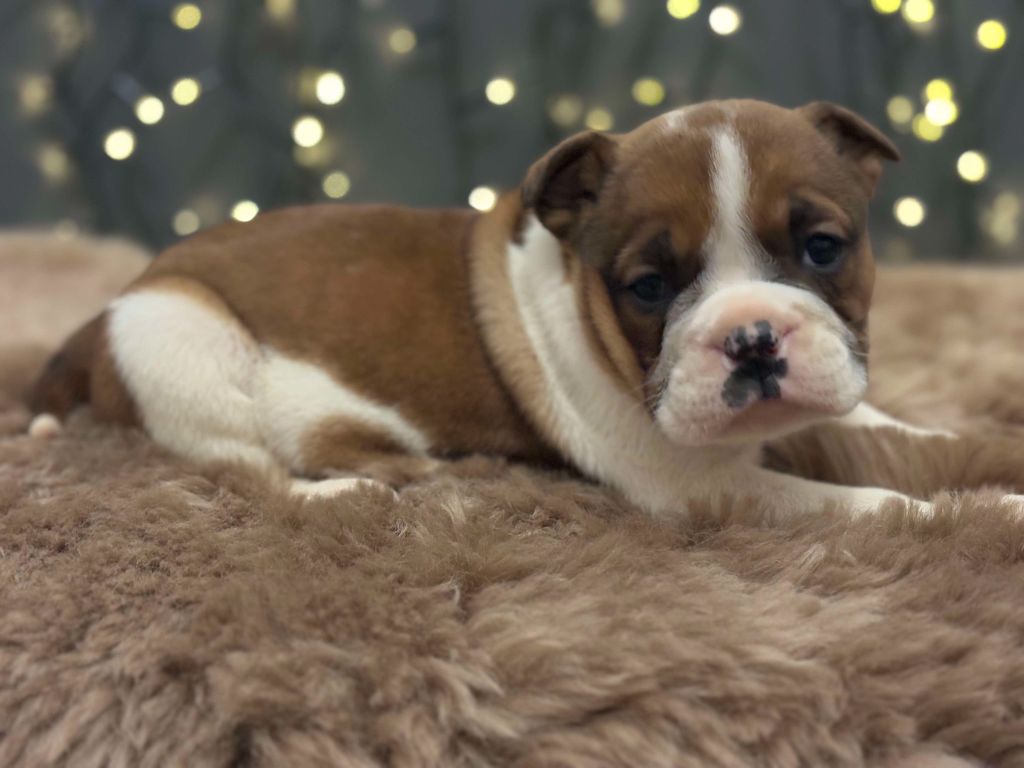 De La Légende De Gafy - Chiot disponible  - Bulldog continental