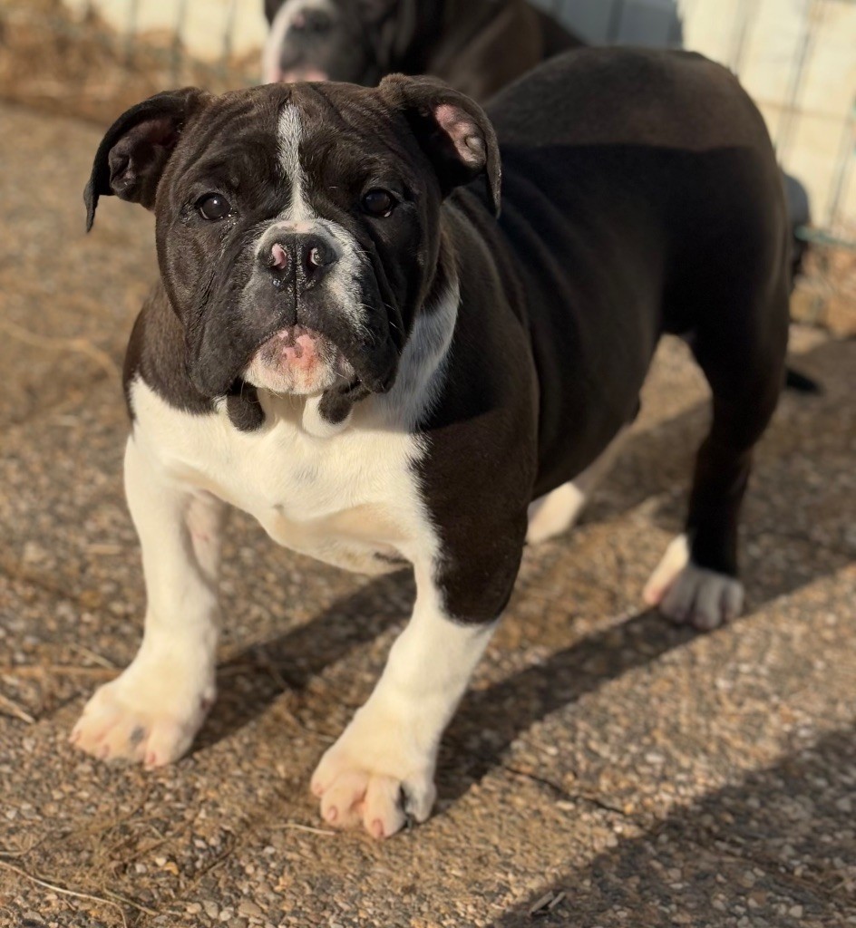 De La Légende De Gafy - Chiot disponible  - Bulldog continental