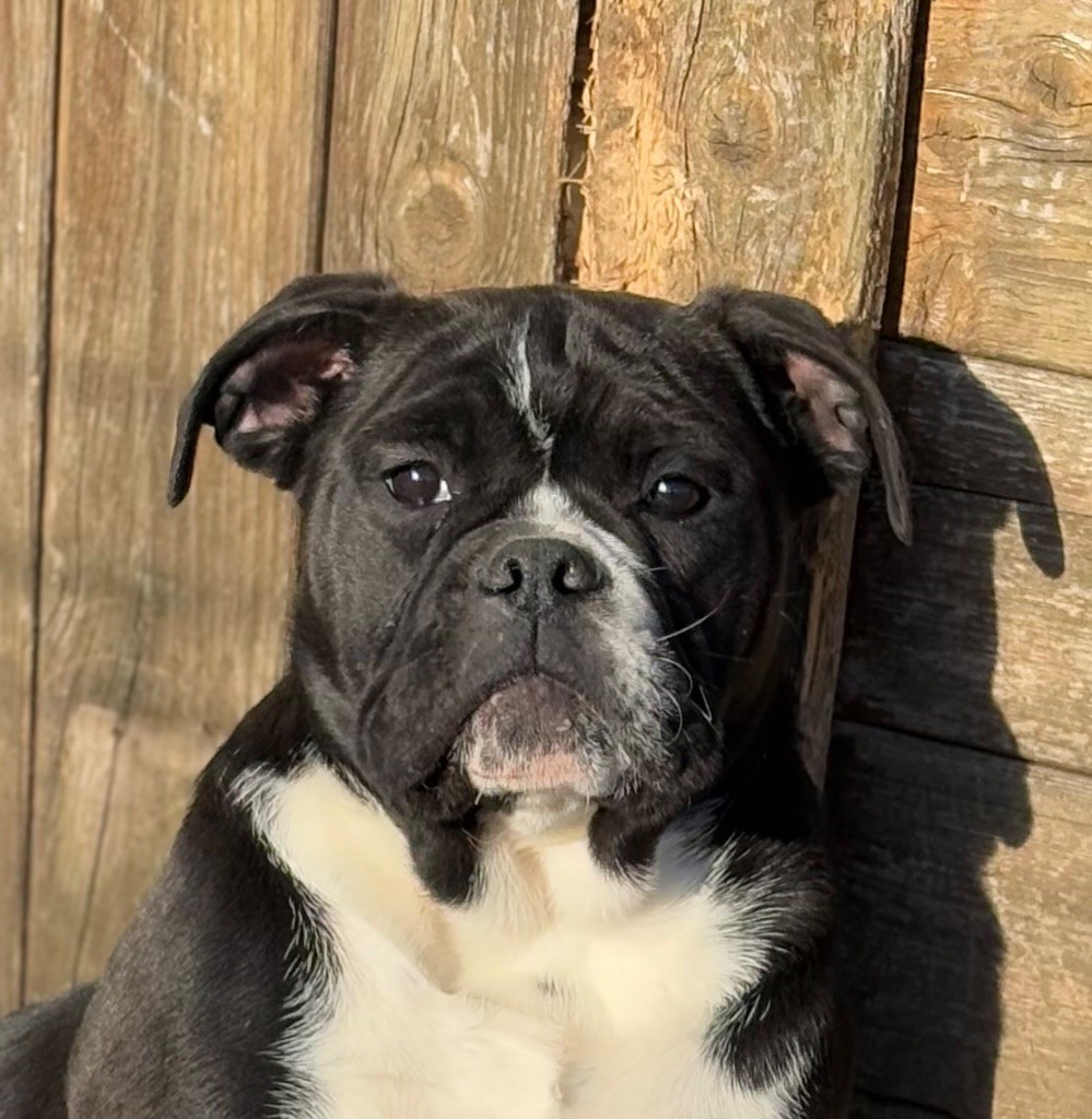 De La Légende De Gafy - Chiot disponible  - Bulldog continental