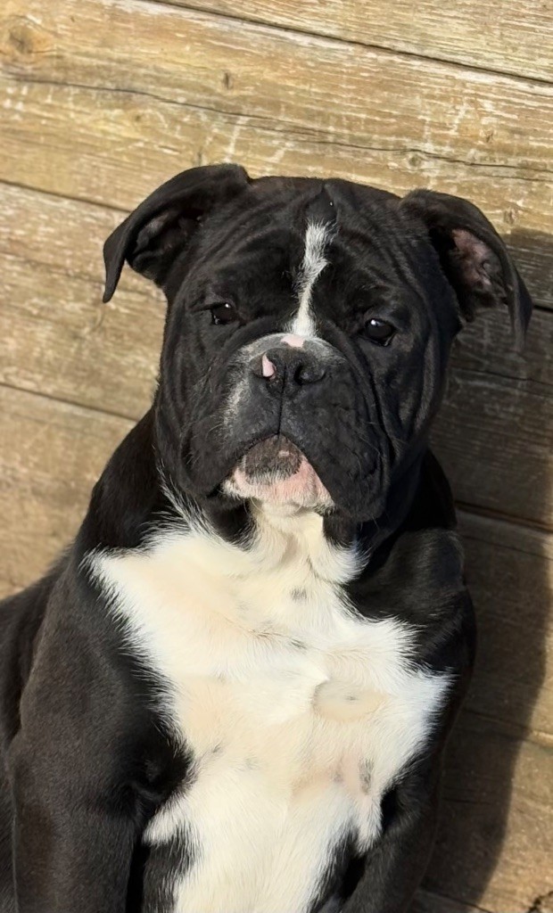 De La Légende De Gafy - Chiot disponible  - Bulldog continental