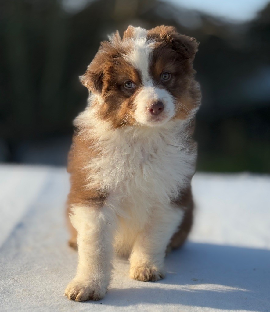 De La Légende De Gafy - Chiot disponible  - Berger Australien