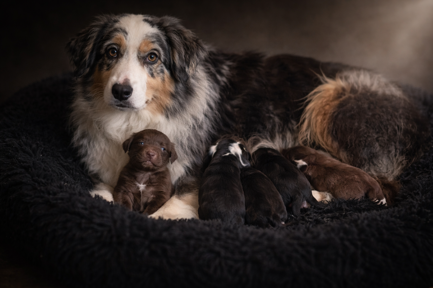 U'll be home for christmas De La Légende De Gafy