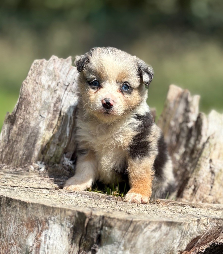 De La Légende De Gafy - Chiots disponibles - Berger Américain Miniature 