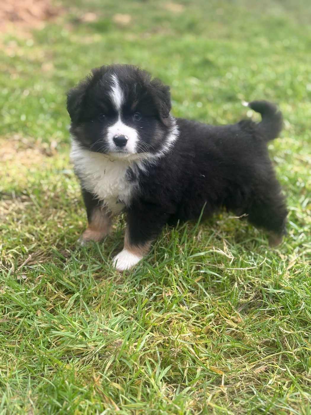 De La Légende De Gafy - Chiots disponibles - Berger Américain Miniature 