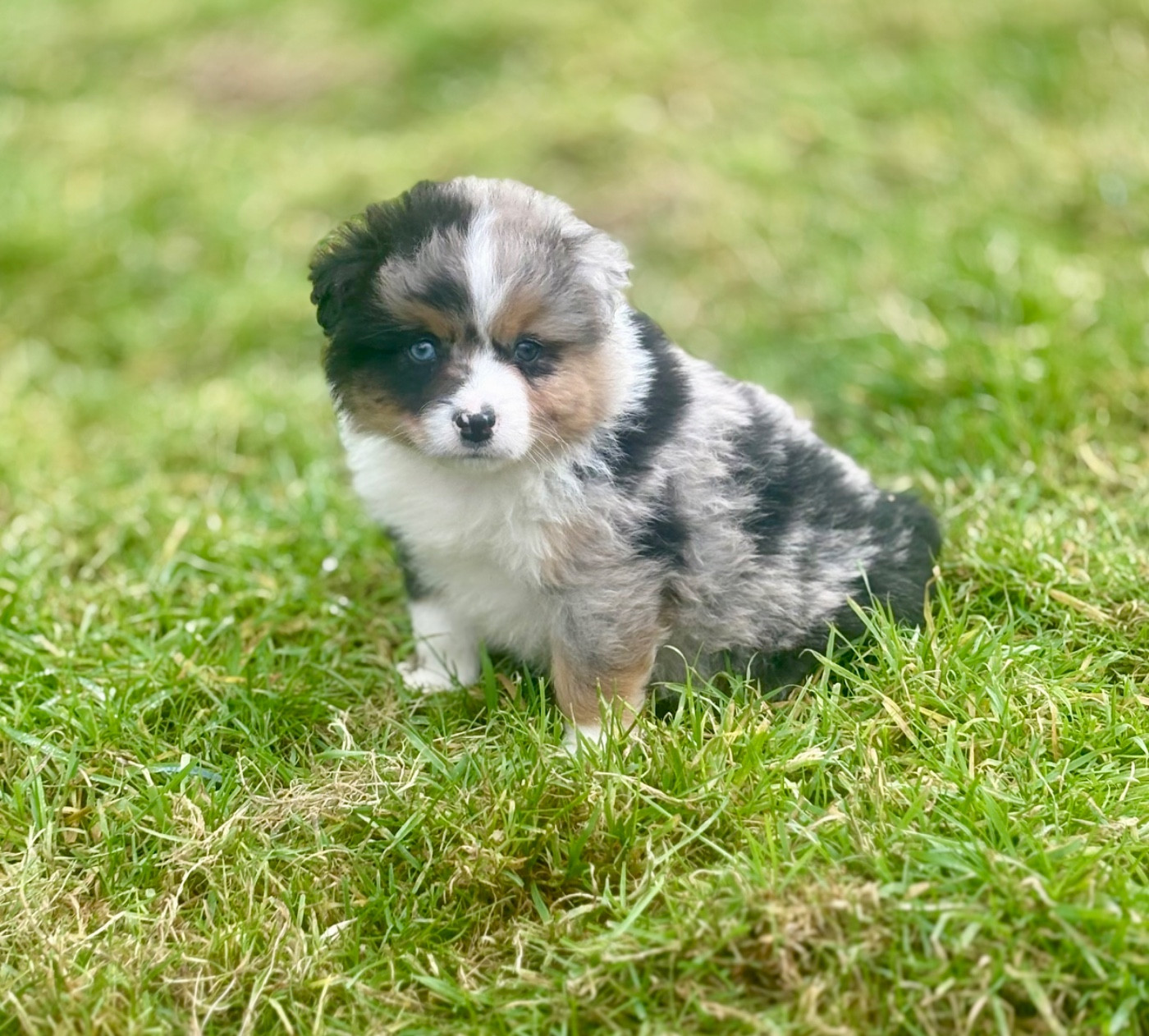 De La Légende De Gafy - Chiots disponibles - Berger Américain Miniature 