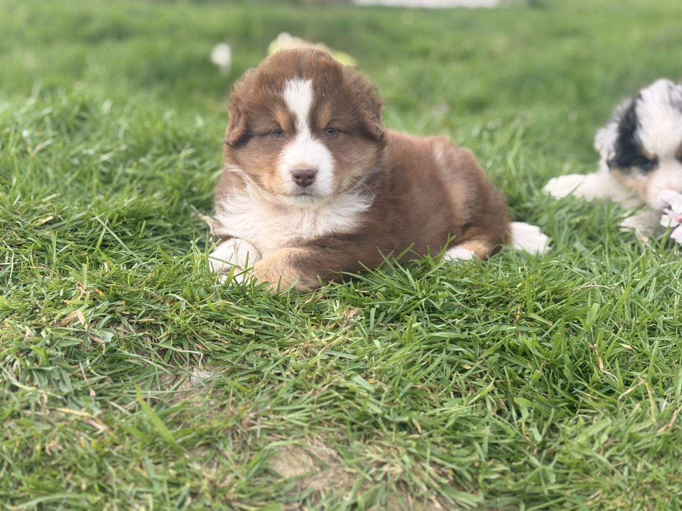 De La Légende De Gafy - Chiots disponibles - Berger Américain Miniature 