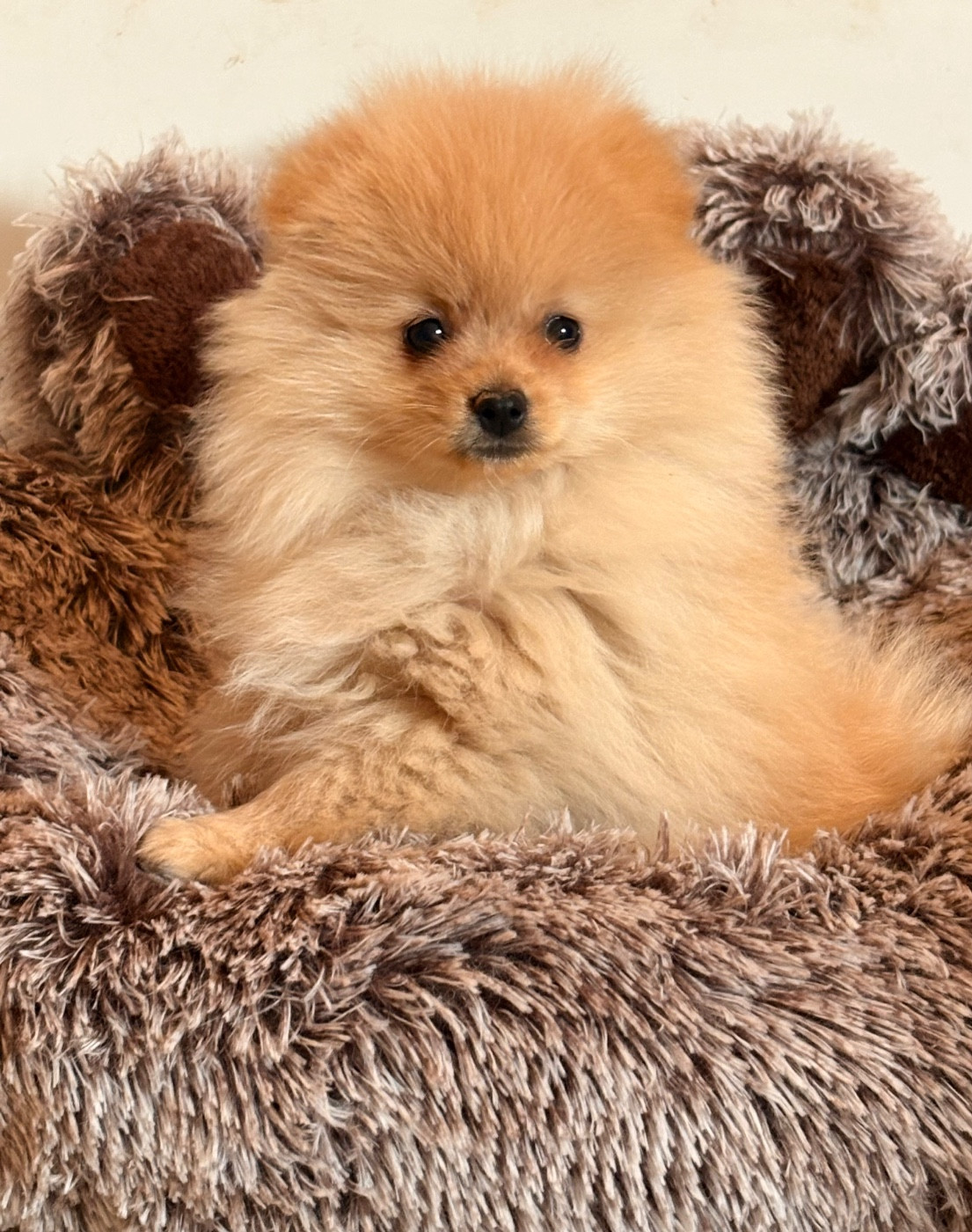 De La Légende De Gafy - Chiots disponibles - Spitz allemand