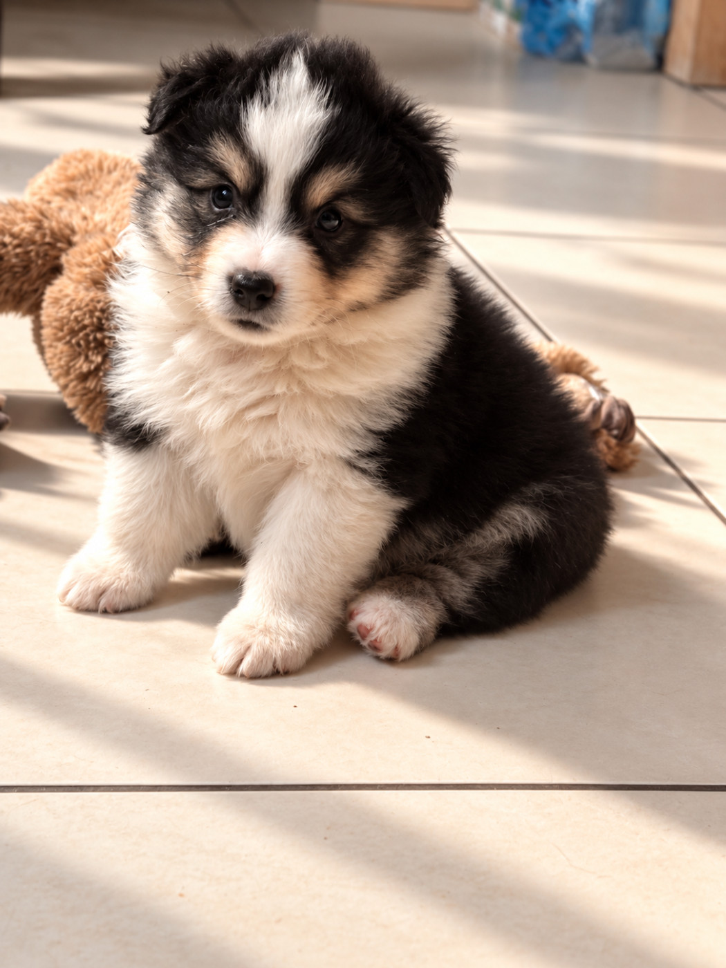 De La Légende De Gafy - Chiots disponibles - Berger Américain Miniature 