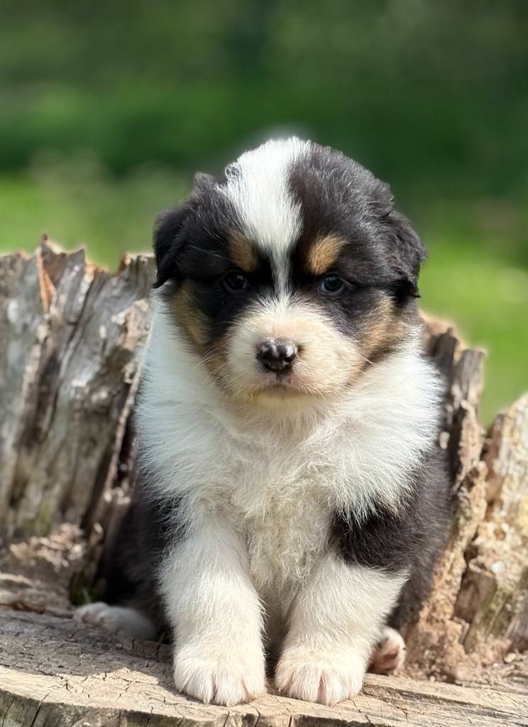 De La Légende De Gafy - Chiots disponibles - Berger Australien