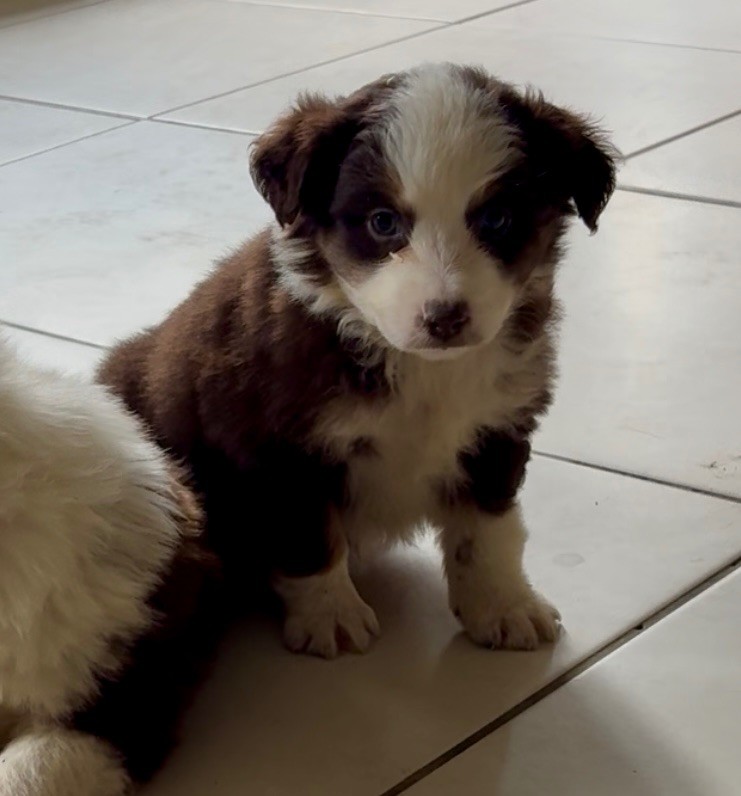 De La Légende De Gafy - Chiots disponibles - Berger Américain Miniature 