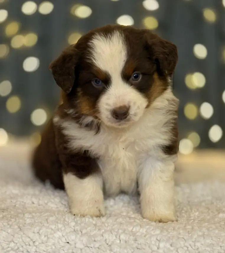 De La Légende De Gafy - Chiots disponibles - Berger Américain Miniature 