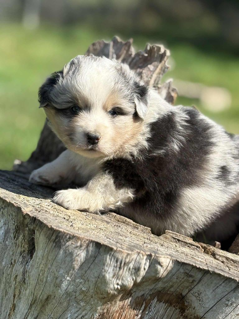 De La Légende De Gafy - Chiots disponibles - Berger Australien