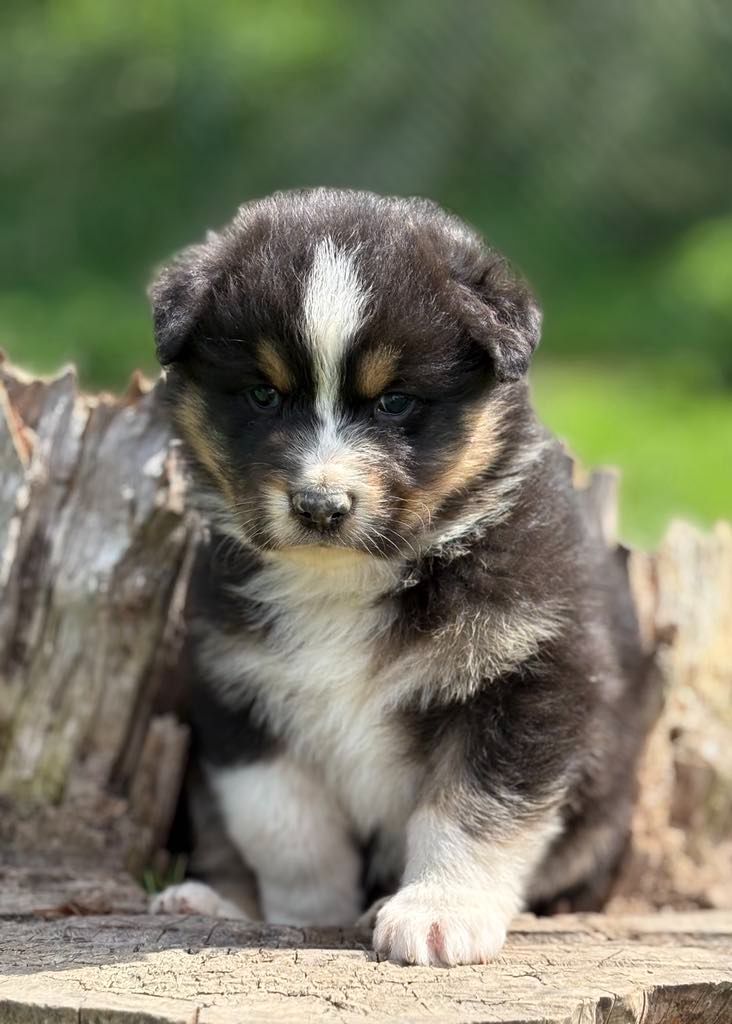 De La Légende De Gafy - Chiots disponibles - Berger Australien