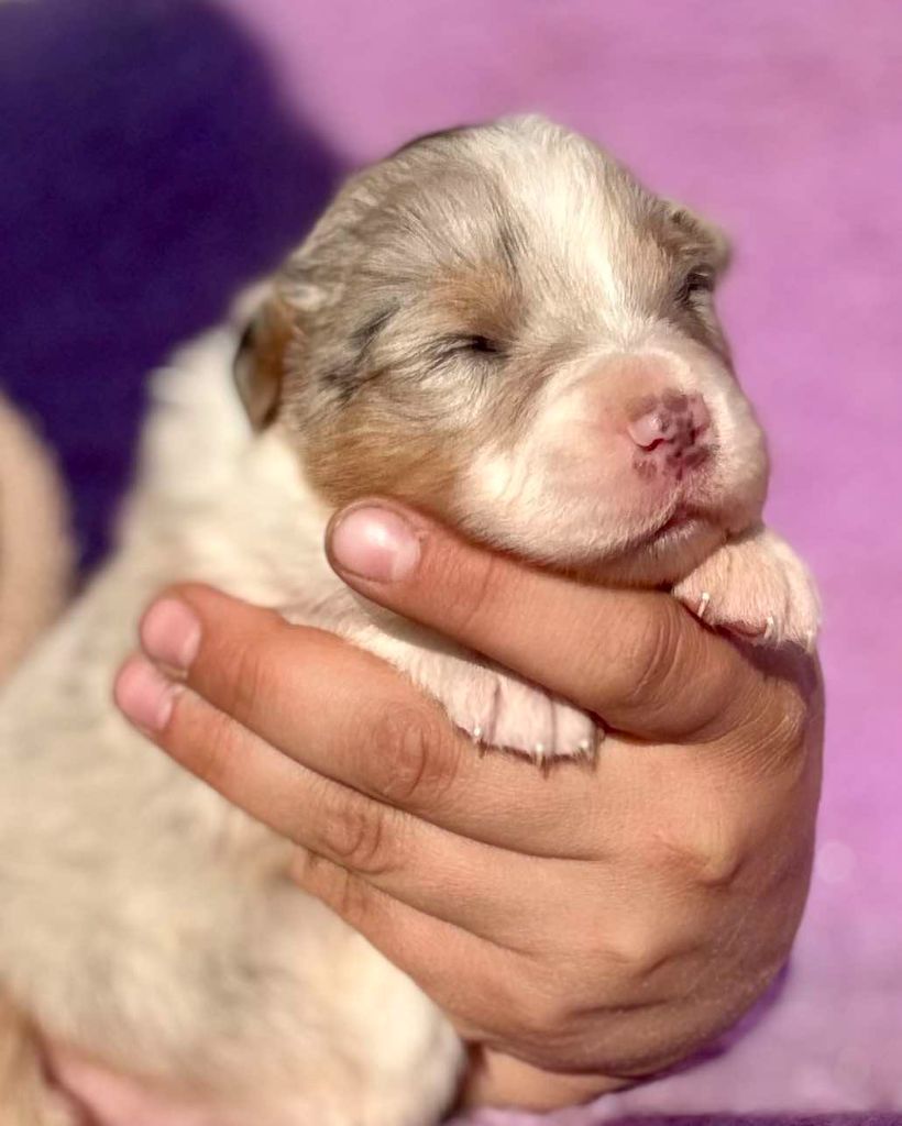 De La Légende De Gafy - Chiots disponibles - Berger Australien