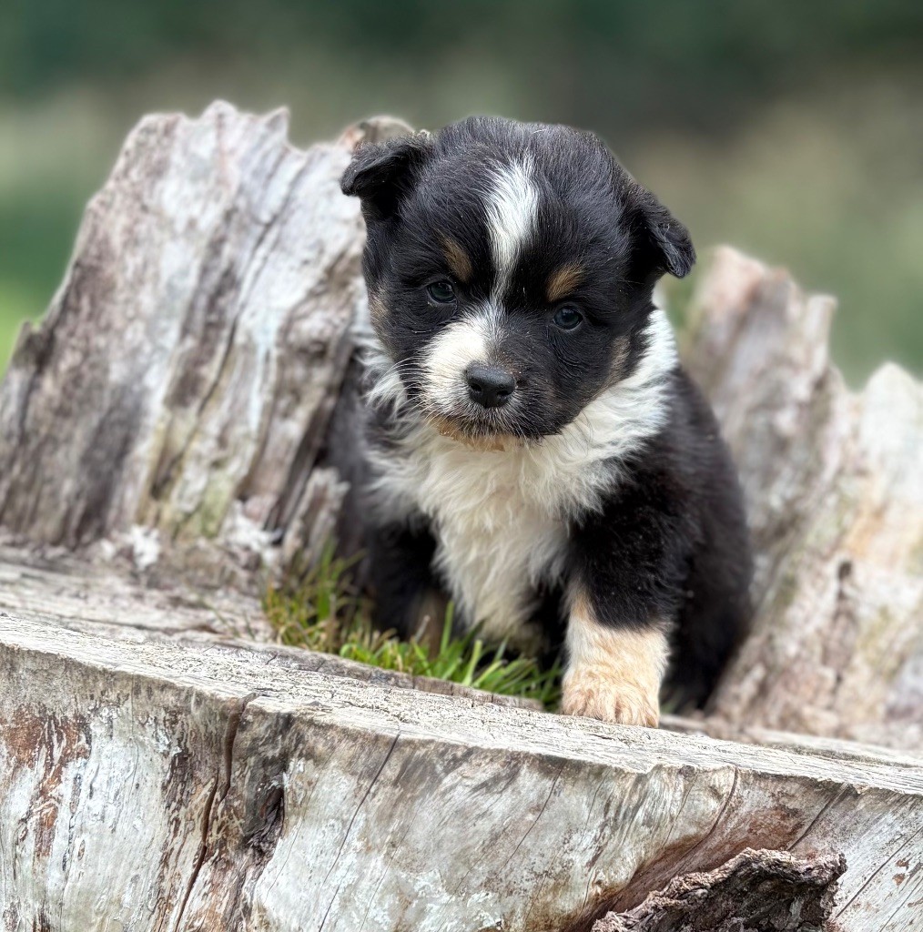 De La Légende De Gafy - Chiots disponibles - Berger Américain Miniature 
