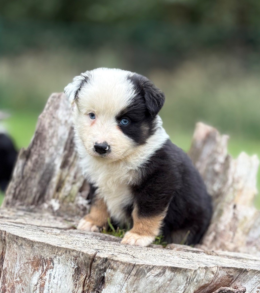 De La Légende De Gafy - Chiots disponibles - Berger Américain Miniature 