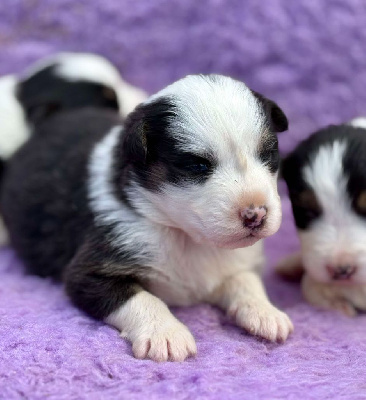 CHIOT 2