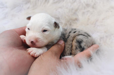 CHIOT 5