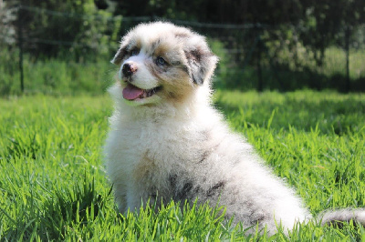 CHIOT 1