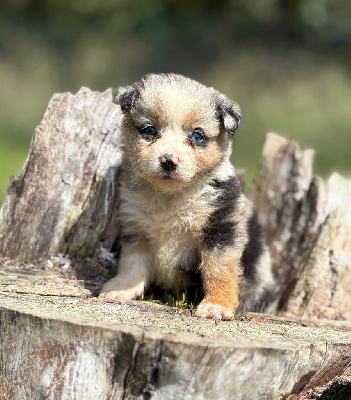 CHIOT 8