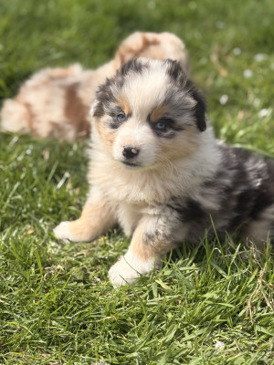 Chiot N°3