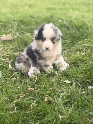 Chiot N°6