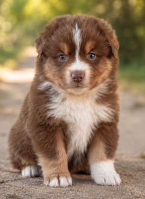 Chiot N°1
