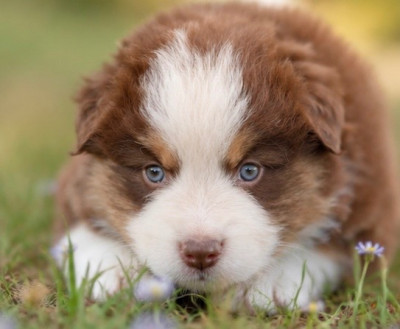 Chiot N°3
