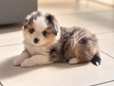 Chiot N°2