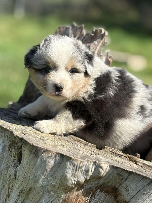 CHIOT 1