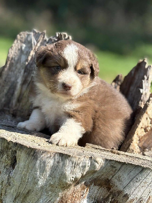 CHIOT 4
