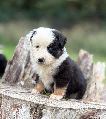 CHIOT 2