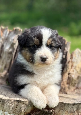 CHIOT 2