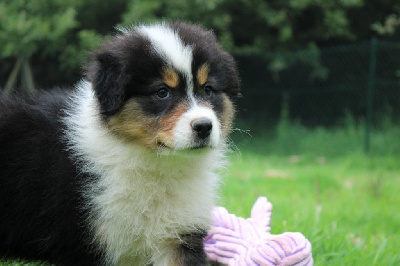 CHIOT 5