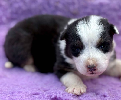 CHIOT 1