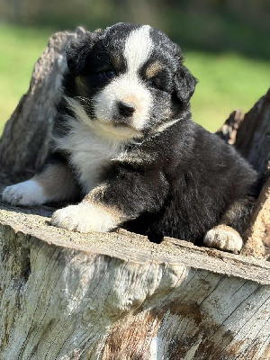 CHIOT 3