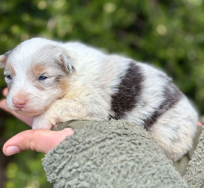 CHIOT 4
