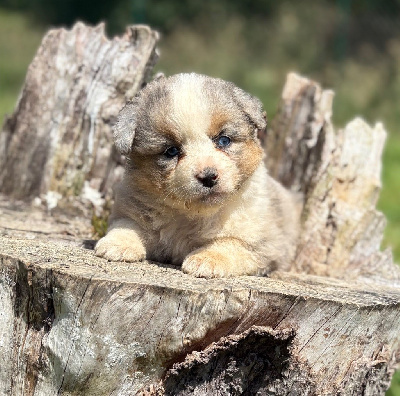CHIOT 6