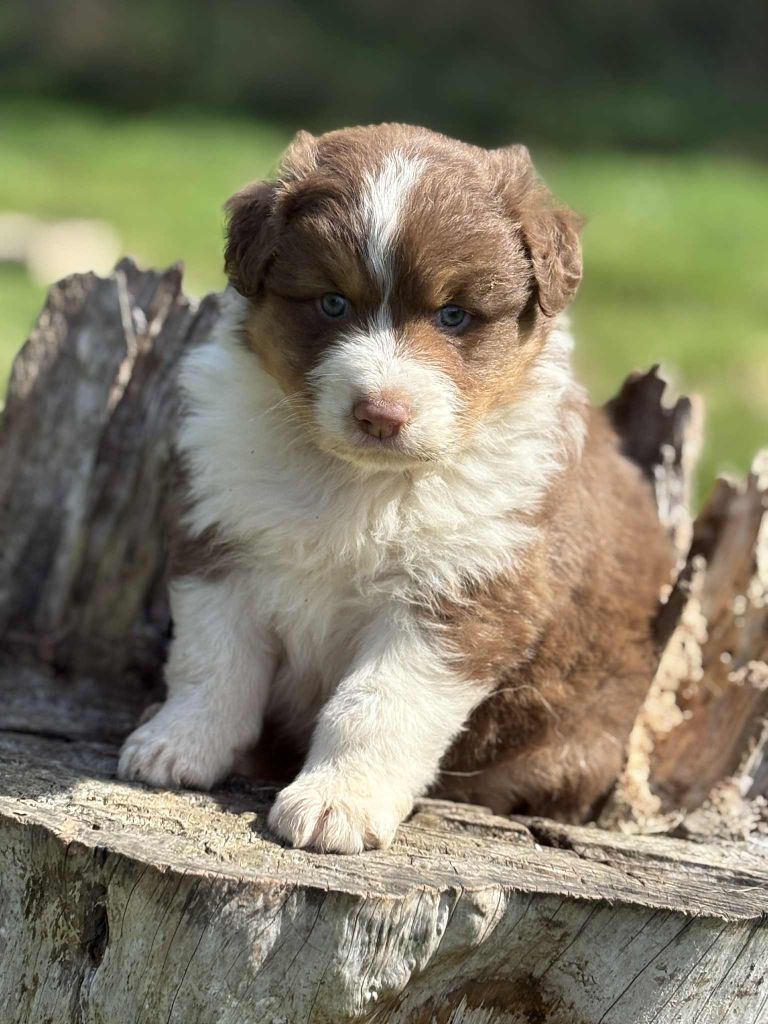 De La Légende De Gafy - Chiots disponibles - Berger Australien
