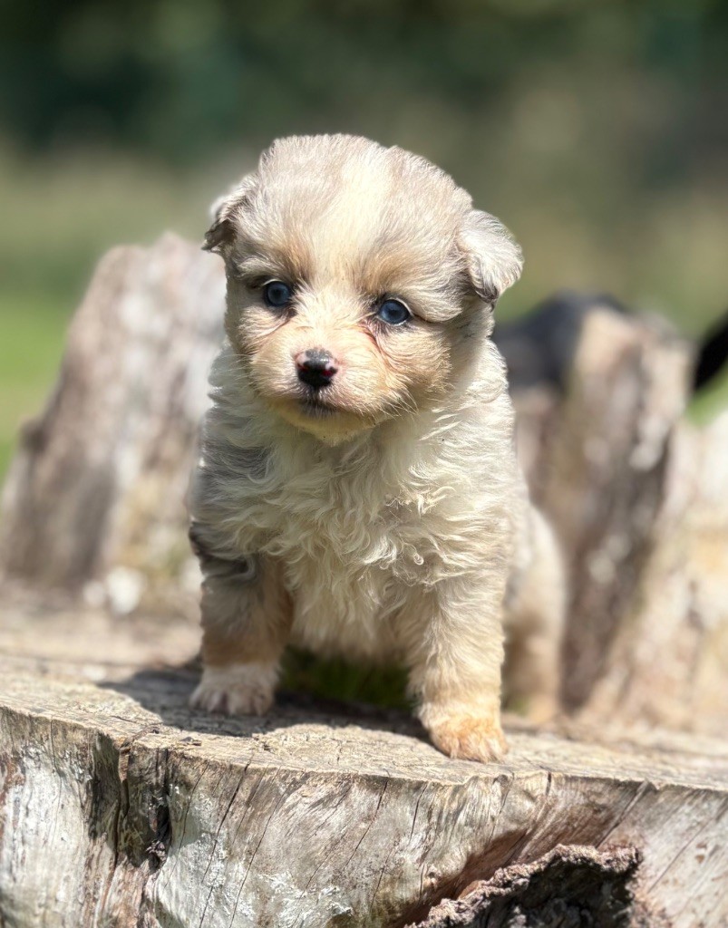De La Légende De Gafy - Chiots disponibles - Berger Américain Miniature 