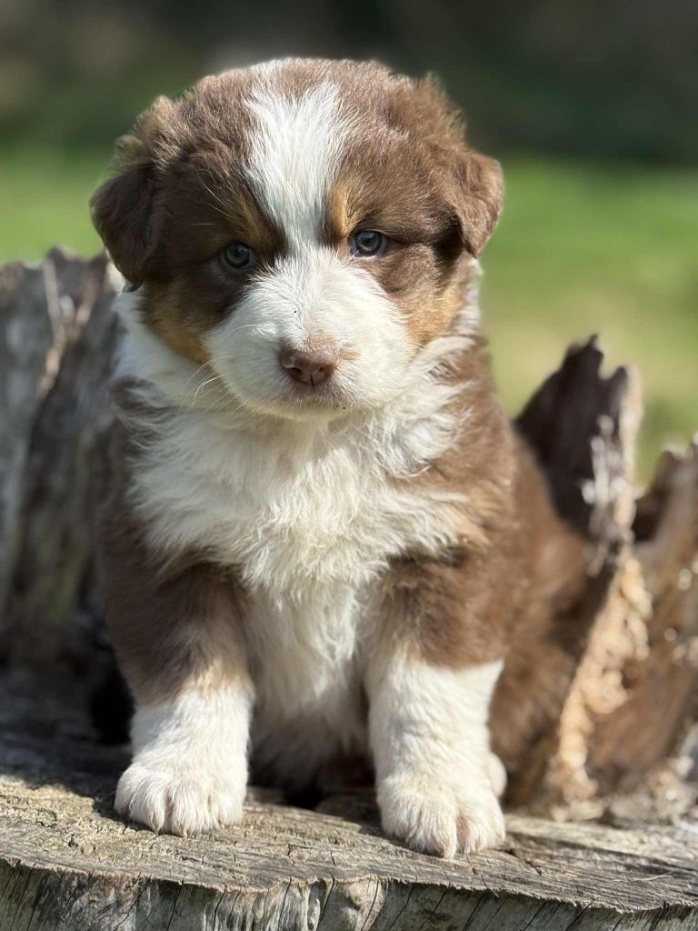 De La Légende De Gafy - Chiots disponibles - Berger Australien
