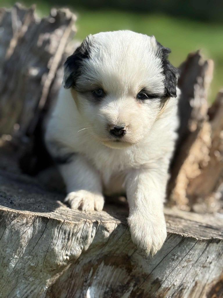De La Légende De Gafy - Chiots disponibles - Berger Australien