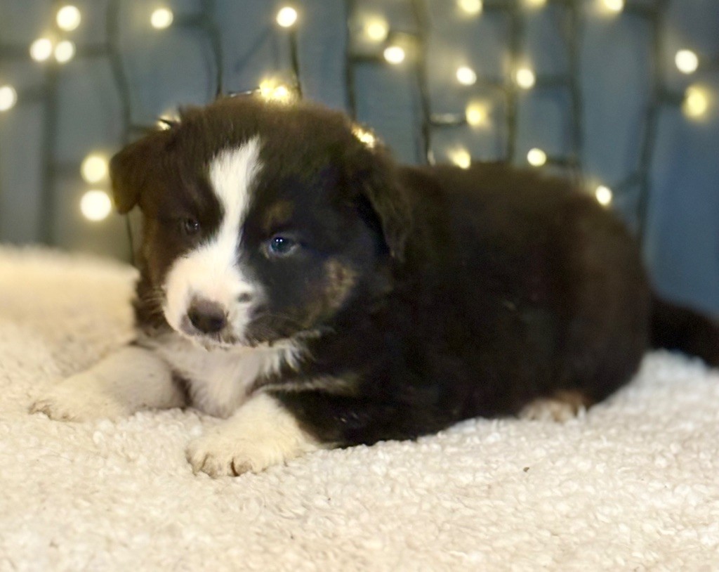 De La Légende De Gafy - Chiots disponibles - Berger Américain Miniature 