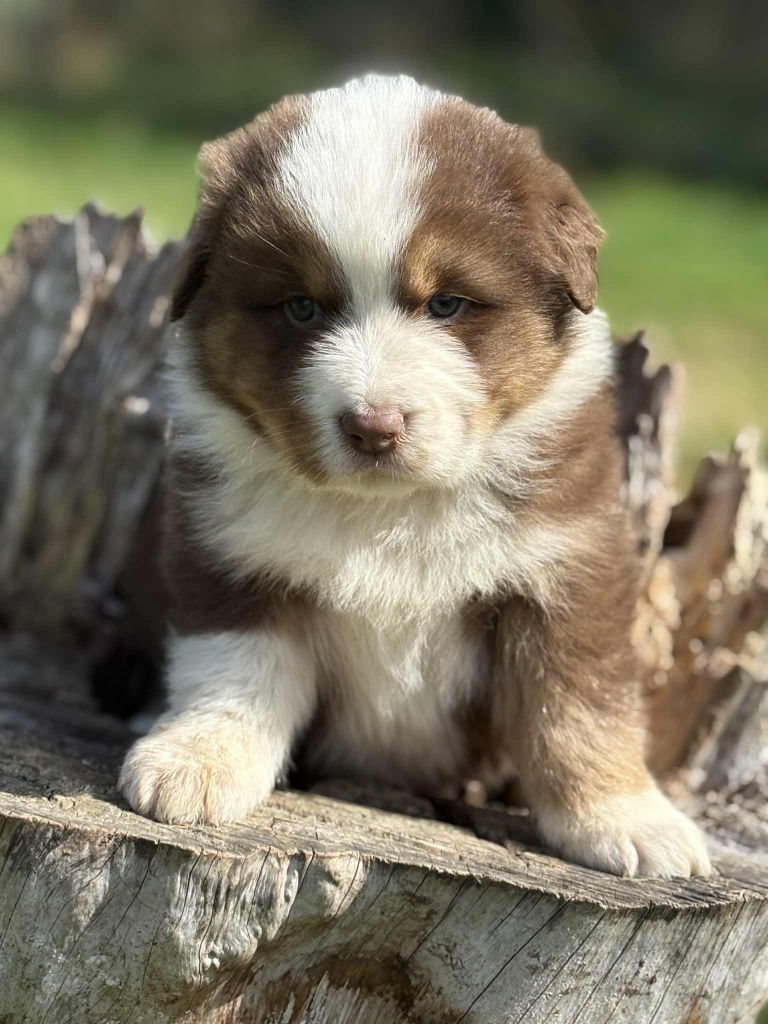 De La Légende De Gafy - Chiots disponibles - Berger Australien