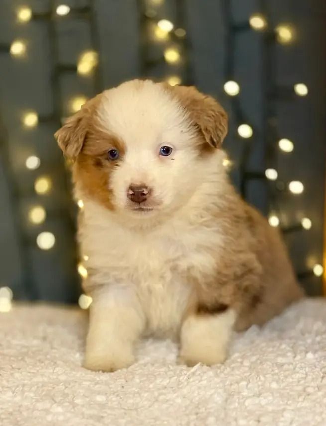 De La Légende De Gafy - Chiots disponibles - Berger Américain Miniature 