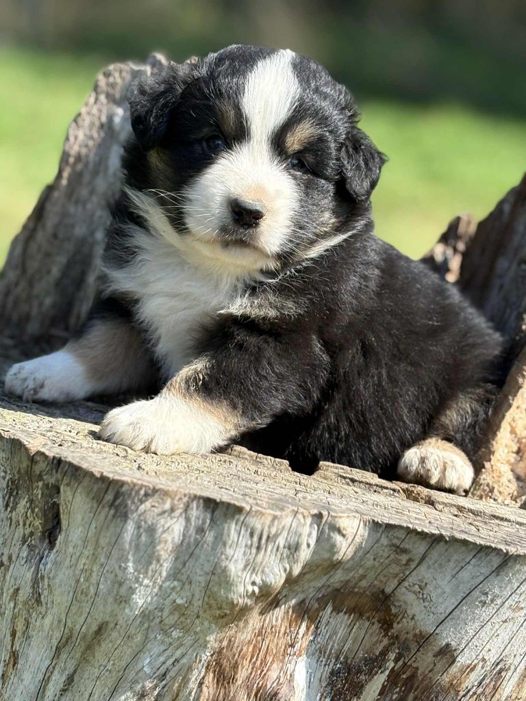 De La Légende De Gafy - Chiots disponibles - Berger Australien