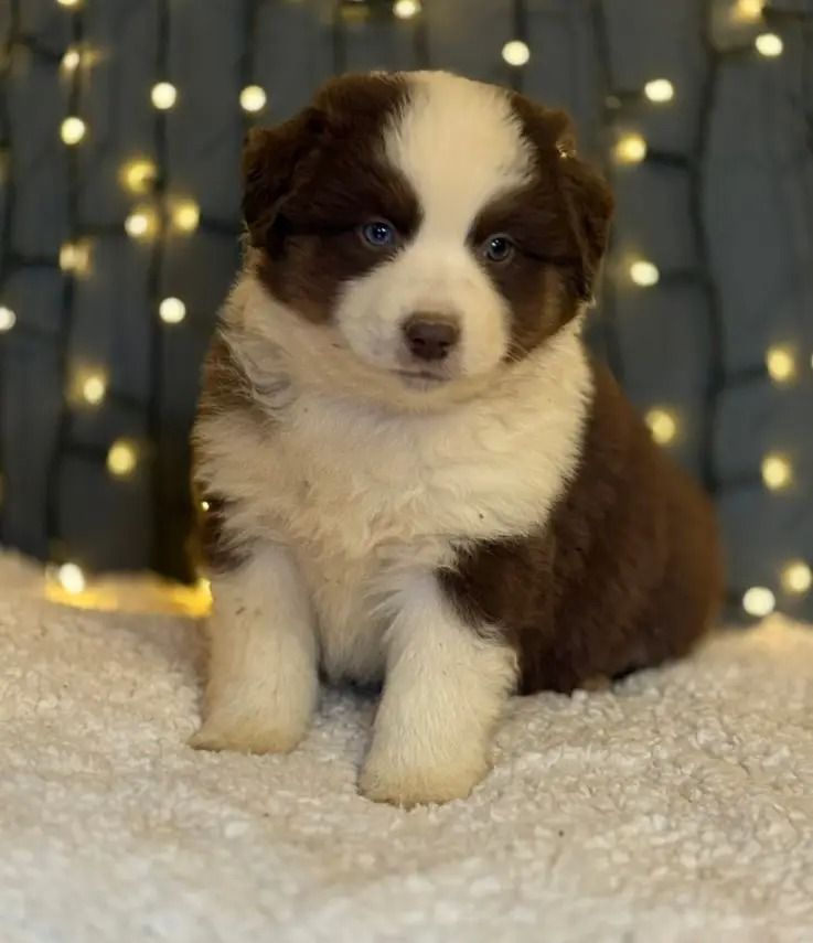 De La Légende De Gafy - Chiots disponibles - Berger Américain Miniature 